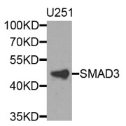 Western blot analysis of extracts of U-251MG cells, using SMAD3 antibody (abx126598) at 1/1000 dilution.