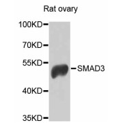 Western blot analysis of extracts of rat ovary, using SMAD3 antibody (abx126599) at 1/1000 dilution.