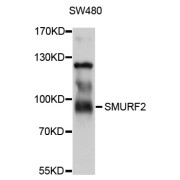 Western blot analysis of extracts of SW480 cells, using SMURF2 antibody (abx126605) at 1/1000 dilution.