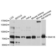 Western blot analysis of extracts of various cell lines, using SNX18 antibody (abx126617) at 1/1000 dilution.