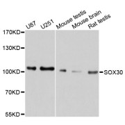 Western blot analysis of extracts of various cell lines, using SOX30 antibody (abx126624) at 1/1000 dilution.