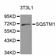 Western blot analysis of extracts of 3T3-L1 cells, using SQSTM1 antibody (abx126643) at 1/1000 dilution.