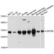 Western blot analysis of extracts of various cell lines, using SRPRB antibody (abx126649) at 1/1000 dilution.