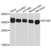 Western blot analysis of extracts of various cell lines, using STUB1 Antibody (abx126673) at 1/1000 dilution.