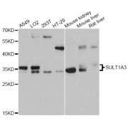 Western blot analysis of extracts of various cell lines, using SULT1A3 antibody (abx126675) at 1:3000 dilution.