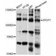 Western blot analysis of extracts of various cell lines, using SYCP1 antibody (abx126677) at 1/1000 dilution.