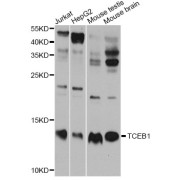 Western blot analysis of extracts of various cell lines, using TCEB1 antibody (abx126684) at 1/1000 dilution.