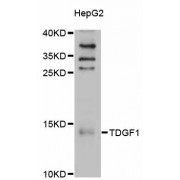 Western blot analysis of extracts of HepG2 cells, using TDGF1 antibody (abx126686) at 1/1000 dilution.