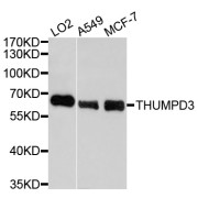 Western blot analysis of extracts of various cell lines, using THUMPD3 antibody (abx126702) at 1/1000 dilution.