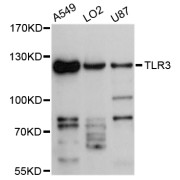 Western blot analysis of extracts of various cell lines, using TLR3 antibody (abx126709) at 1:3000 dilution.