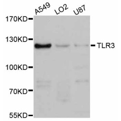 Toll-Like Receptor 3 (TLR3) Antibody