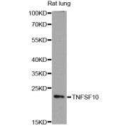 Western blot analysis of extracts of rat lung, using TNFSF10 antibody (abx126719) at 1:3000 dilution.