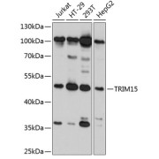 Western blot analysis of extracts of various cell lines, using TRIM15 antibody (abx126738) at 1:2000 dilution.