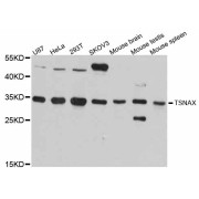 Western blot analysis of extracts of various cell lines, using TSNAX antibody (abx126744) at 1:3000 dilution.