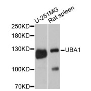 Western blot analysis of extracts of various cell lines, using UBA1 antibody (abx126752) at 1:3000 dilution.