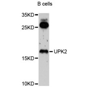 Western blot analysis of extracts of B-cell cells, using UPK2 antibody (abx126762) at 1/1000 dilution.