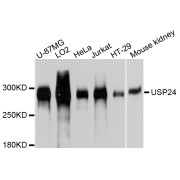 Western blot analysis of extracts of various cell lines, using USP24 antibody (abx126767) at 1/1000 dilution.