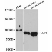 Western blot analysis of extracts of various cell lines, using USP4 antibody (abx126770) at 1:3000 dilution.