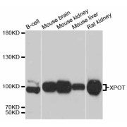 Western blot analysis of extracts of various cell lines, using XPOT antibody (abx126799) at 1:3000 dilution.