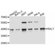 Western blot analysis of extracts of various cell lines, using RALY antibody (abx127028) at 1/1000 dilution.