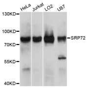 Western blot analysis of extracts of various cell lines, using SRP72 antibody (abx127057) at 1/1000 dilution.