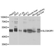 Western blot analysis of extracts of various cell lines, using SLC9A3R1 antibody (abx135698) at 1/1000 dilution.