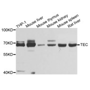 Western blot analysis of extracts of various cell lines, using TEC antibody (abx135699) at 1/1000 dilution.