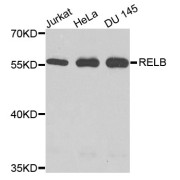 Western blot analysis of extracts of various cell lines, using RELB antibody (abx135703) at 1/1000 dilution.