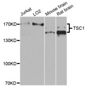 Western blot analysis of extracts of various cell lines, using TSC1 antibody (abx135707) at 1/1000 dilution.