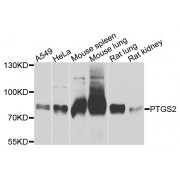 Western blot analysis of extracts of various cell lines, using PTGS2 antibody (abx135714) at 1/1000 dilution.