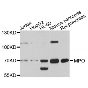 Western blot analysis of extracts of various cell lines, using MPO antibody (abx135718) at 1/1000 dilution.