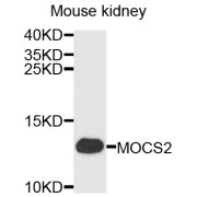 Western blot analysis of extracts of mouse kidney, using MOCS2 antibody (abx135733) at 1/1000 dilution.