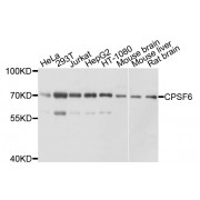 Western blot analysis of extracts of various cell lines, using CPSF6 antibody (abx135739) at 1/1000 dilution.