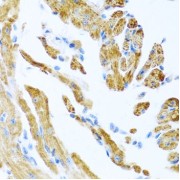 Immunohistochemistry of paraffin-embedded mouse heart using COL9A3 antibody (abx135743) at dilution of 1/100 (40x lens).