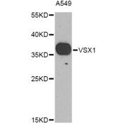 Western blot analysis of extracts of A-549 cells, using VSX1 Antibody (abx135744) at 1/1000 dilution.