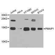 Western blot analysis of extracts of various cell lines, using PMAIP1 antibody (abx135745) at 1/1000 dilution.