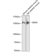 Western blot analysis of extracts of various cell lines, using GRM5 antibody (abx135763) at 1/1000 dilution.