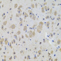 Potassium Inwardly Rectifying Channel Subfamily J, Member 3 (KCNJ3) Antibody