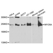 Western blot analysis of extracts of various cell lines, using MYO5A antibody (abx135774) at 1/1000 dilution.