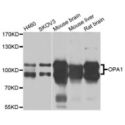 Western blot analysis of extracts of various cell lines, using OPA1 antibody (abx135777) at 1/1000 dilution.