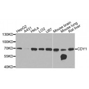 Western blot analysis of extracts of various cell lines, using CDY1 antibody (abx135798) at 1/1000 dilution.