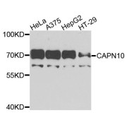 Western blot analysis of extracts of various cell lines, using CAPN10 antibody (abx135809) at 1/1000 dilution.