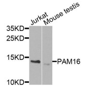 Western blot analysis of extracts of various cell lines, using PAM16 antibody (abx135819) at 1/1000 dilution.