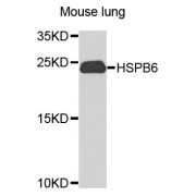 Western blot analysis of extracts of mouse lung, using HSPB6 antibody (abx135831) at 1/1000 dilution.