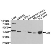 Western blot analysis of extracts of various cell lines, using AMT antibody (abx135846) at 1/1000 dilution.