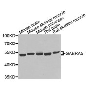 Western blot analysis of extracts of various cell lines, using GABRA5 antibody (abx135852) at 1/1000 dilution.