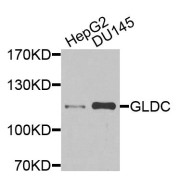 Western blot analysis of extracts of various cell lines, using GLDC antibody (abx135853) at 1/1000 dilution.