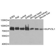 Western blot analysis of extracts of various cell lines, using SUPV3L1 antibody (abx135871) at 1/1000 dilution.