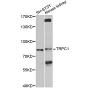 Western blot analysis of extracts of various cell lines, using TRPC1 antibody (abx135872) at 1/1000 dilution.