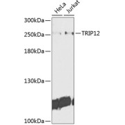 Western blot analysis of extracts of various cell lines, using TRIP12 antibody (1/1000 dilution).